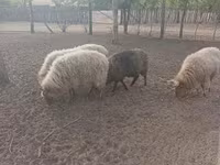 Beran, Racka sheep — foto 1