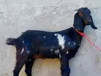 Goat, Beetal goats — photo 1