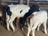 Byk, Russian Black pied cattle — zdjęcie 2