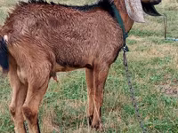 Billy Goat, Goats — photo 2