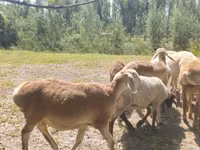كبش, Afghan Arabi sheep — الصورة 2