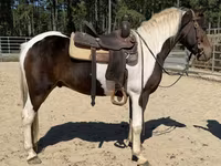 حصان, American paint horse — الصورة 3