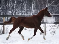 Klisna, American shetland pony — foto 2