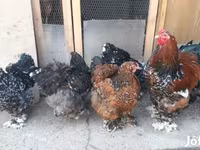Brahma — Foto 3