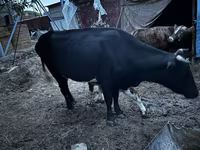 Vache, Latvian Blue cattle — photo 7