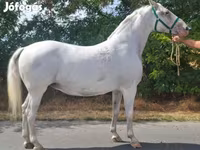 Mare, Lipizzaner — photo 3