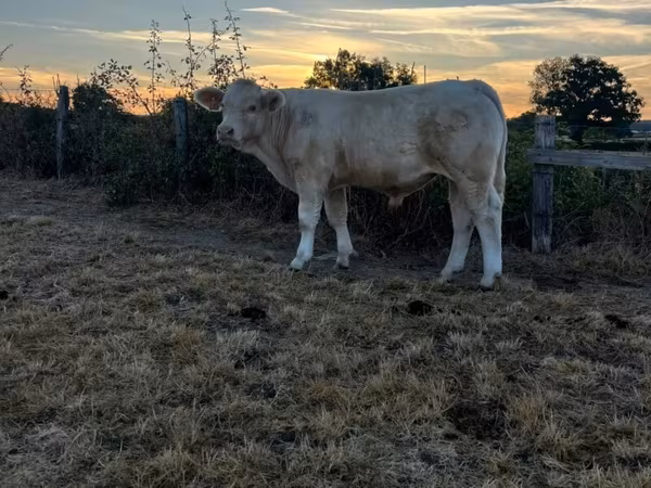 Vache, Race de vache