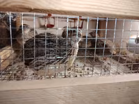 King Quail — foto 4