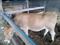 Vaca, Aubrac cattle — foto 3