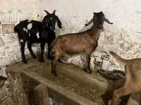 Keçi, Nubian Goat — foto 5