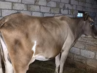 Cow, Red-spotted breed — photo 2