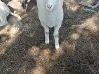 Carnero, Tsigai sheep — foto 4
