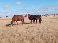 Égua, Horse breed — foto 7