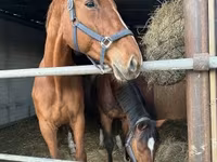 Égua, Polish pony — foto 5