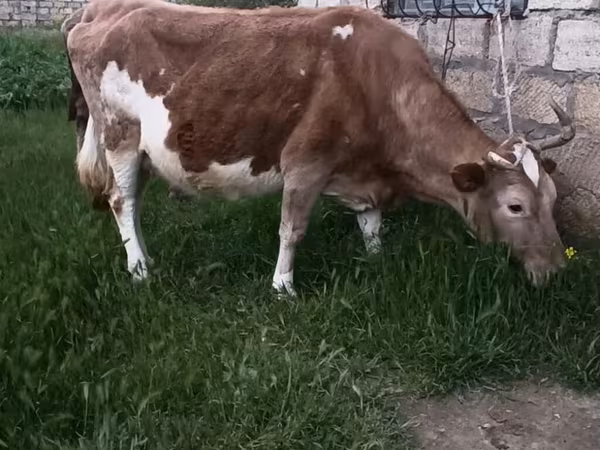 Vache, Race rouge tachetée