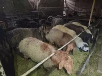 公羊, Edilbay sheep — 照片 3