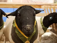 كبش, Suffolk sheep — الصورة 6