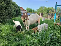 Goat, Boer goat — photo 1