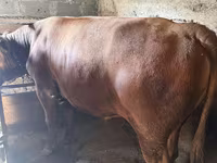 公牛, Cattle — 照片 1