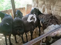 كبش, Rhon sheep — الصورة 3