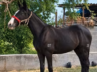 Stute, Kyrgyz Horse — Foto 2