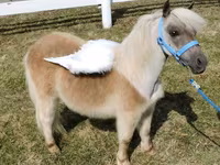 母马, Miniature horse — 照片 5