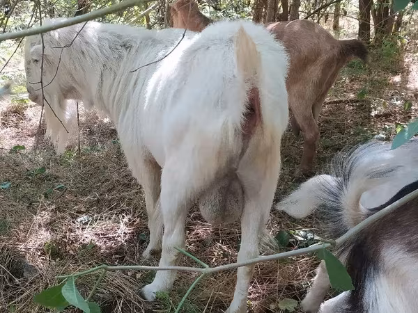 Boucs, LaMancha goats