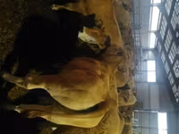 Vache, Aubrac cattle — photo 1