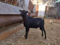 Koza, Murcia-Granada goats — zdjęcie 1