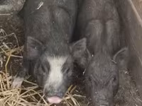 Boar, Вьетнамская вислобрюхая — photo 2