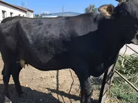 Kuh, Holstein-Rasse — Foto 1