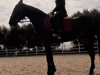 فرس, Friesian sport horse — الصورة 4