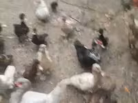 Ducks — Foto 3