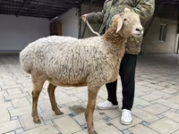 Brebis, Arashan sheep — photo 7