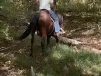 Cheval, Rocky Mountain Horse — photo 8