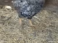 Chickens — الصورة 2