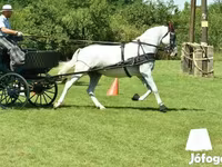 Mare, Lipizzaner — photo 2