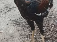 Chickens — photo 2