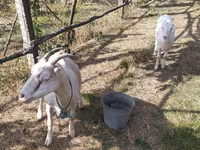 Chèvre, LaMancha goats — photo 2