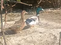 Ducks — الصورة 3