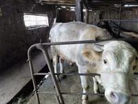 Bulle, Rote hornlose Kuh — Foto 6