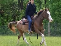 حصان, Pinto horses — الصورة 6