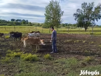 Bulle, Zebu — Foto 7