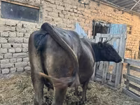 Vache, Swiss cattle — photo 1