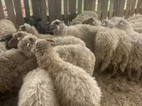 绵羊（批次，未指定性别）, Suffolk sheep — 照片 3