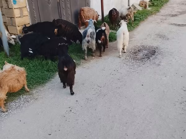 Moutons (lot, sexe non indiqué), Moutons