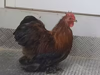 Pékin Bantam — photo 5