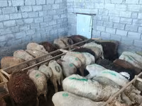 母羊, Beulah Speckled face sheep — 照片 5