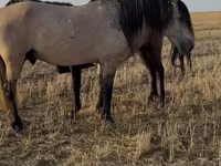 Hengst, Bashkir horse — Foto 2