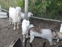 Boucs, LaMancha goats — photo 2